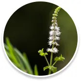 cohosh.webp