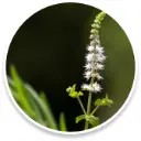 cohosh.webp