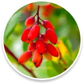 berberine.webp