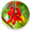 berberine.webp