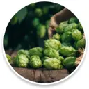 hops.webp