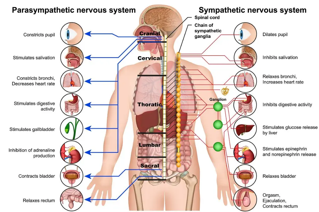 anatomy-chart.webp