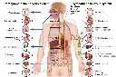 anatomy-chart.webp