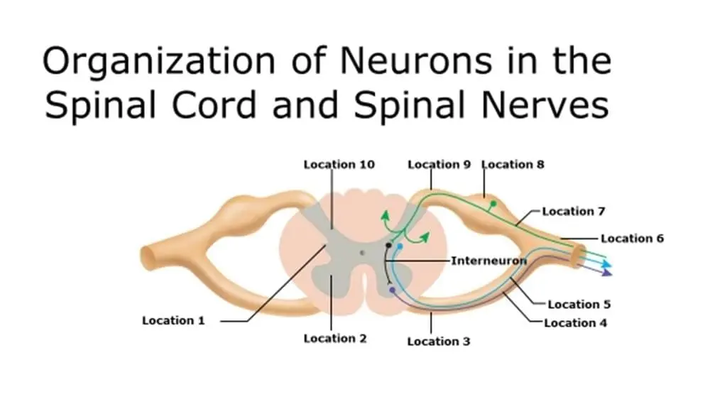 spinal-cord-and-neurons-example.webp