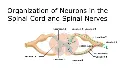 spinal-cord-and-neurons-example.webp