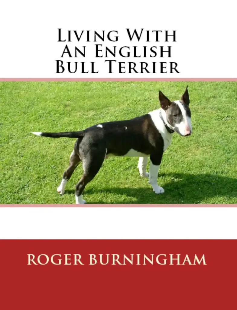 Learning To Live With An English Bull Terrier from Puppy To Adult