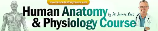 Human Anatomy & Physiology Course